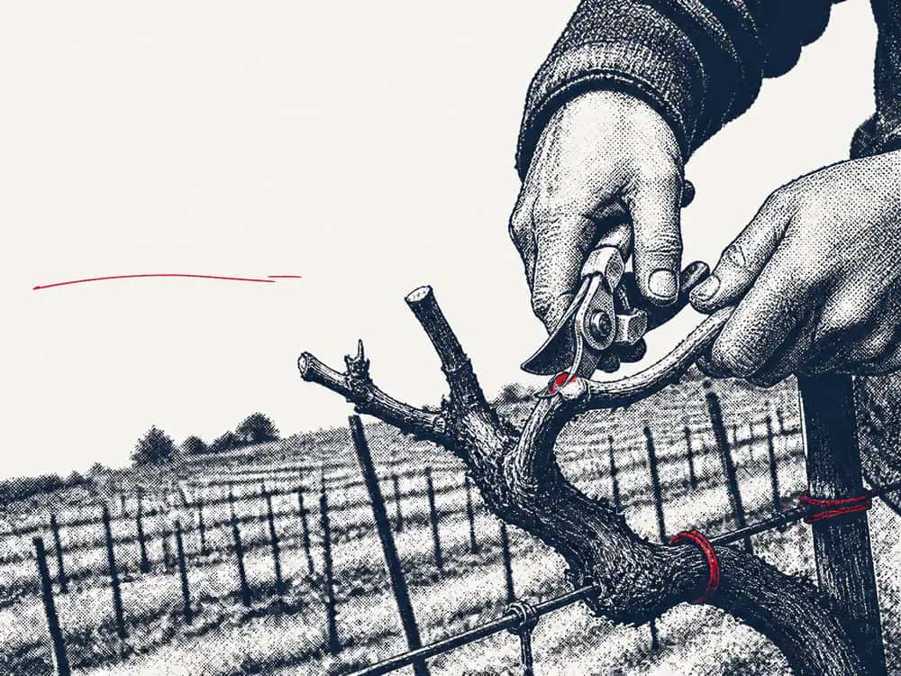 A printed illustration of hands pruning a vine
