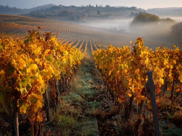 The secret life of a vine shoot in Beaujolais